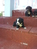 Подаряват се 8 непородисти кученца | Кучета  - Варна - image 3