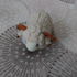 Малка плюшена овца с рога декорация за дом беседка | Детски Играчки  - Добрич - image 1