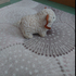 Малка плюшена овца с рога декорация за дом беседка | Детски Играчки  - Добрич - image 5