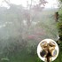 Дюза накрайник регулируема струя за мъгла градинска пръскачка | Дом и Градина  - Добрич - image 3