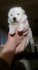 Продавам Малки Кученца порода Самоед | Кучета  - Бургас - image 0