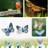 Градинска соларна летяща пеперуда декорация за градина балко | Дом и Градина  - Добрич - image 10