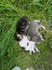 Подарявам малки и сладки котета! | Котки  - София-град - image 0