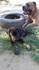 Бебета Кане корсо | Кучета  - Пазарджик - image 3