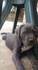 Бебета Кане корсо | Кучета  - Пазарджик - image 2