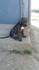 Бебета Кане корсо | Кучета  - Пазарджик - image 0