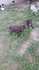 Продавам малки кученца Дратхаар | Кучета  - София - image 1