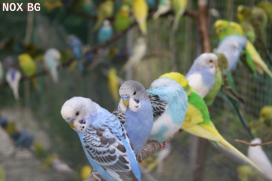 Вълнисти папагали | Птици | Шумен