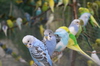 Вълнисти папагали | Птици  - Шумен - image 0