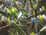 Вълнисти папагали | Птици  - Шумен - image 1