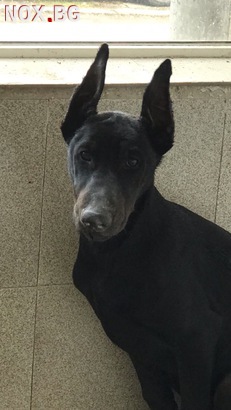 Продавам уникален черен  Доберман | Кучета | Бургас