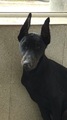 Продавам уникален черен  Доберман-Кучета