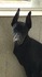Продавам уникален черен  Доберман | Кучета  - Бургас - image 0
