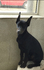 Продавам уникален черен  Доберман | Кучета  - Бургас - image 1