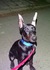 Продавам уникален черен  Доберман | Кучета  - Бургас - image 2