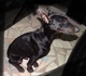 Продавам уникален черен  Доберман | Кучета  - Бургас - image 3