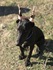 Продавам уникален черен  Доберман | Кучета  - Бургас - image 4