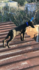 Продавам уникален черен  Доберман | Кучета  - Бургас - image 5