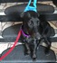 Продавам уникален черен  Доберман | Кучета  - Бургас - image 6