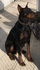 Продавам уникален черен  Доберман | Кучета  - Бургас - image 7