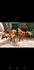 Унгарска Визла | Кучета  - Монтана - image 4