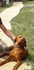 Унгарска Визла | Кучета  - Монтана - image 5