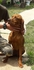 Унгарска Визла | Кучета  - Монтана - image 6