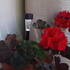 Градинска соларна лампа декорация за градина балкон | Дом и Градина  - Добрич - image 2