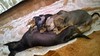 Бебета пинчерчета | Кучета  - Бургас - image 1