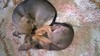 Бебета пинчерчета | Кучета  - Бургас - image 2