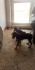 Продавам балканско лудогорско гонче | Кучета  - Перник - image 3