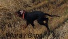Шотландски сетер / Гордън сетер / 1 бр. / Продавам | Кучета  - Варна - image 8