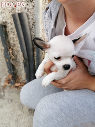 Продавам мъжко кученце чихуахуа,родено на 05.09.2019 | Кучета | Силистра