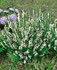 Предлага разсад бял хизоп hyssopus officinalis Albus | Дом и Градина  - Бургас - image 2