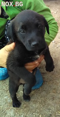 Подарявам малко кученце | Кучета | Пазарджик