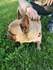 Френски булдог за разплод с родословие | Кучета  - Велико Търново - image 2