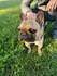 Френски булдог за разплод с родословие | Кучета  - Велико Търново - image 0