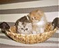Котета, котета-персийски ! | Котки  - София-град - image 2