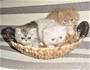 Котета, котета-персийски ! | Котки  - София-град - image 0