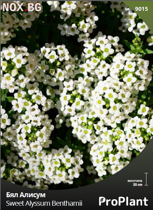 Семена за Бял Алисум, ProPlant, 1 гр. | Дом и Градина | Плевен