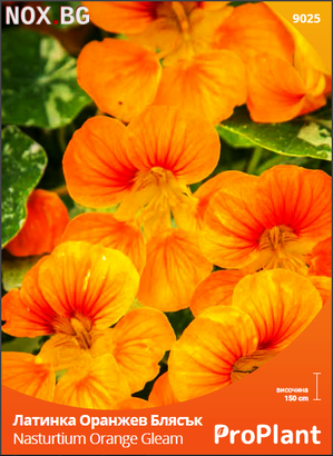 Семена за Латинка Оранжев Блясък, ProPlant, 2 гр. | Дом и Градина | Плевен