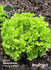 Семена за Салата Джентелина, ProPlant, 3 гр | Дом и Градина  - Плевен - image 0