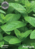 Семена за Джоджен, ProPlant, 0.15 гр | Дом и Градина  - Плевен - image 0