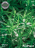 Семена за Чубрица, ProPlant, 2 гр | Дом и Градина  - Плевен - image 0