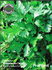 Семена за Магданоз Италиански Гигант, ProPlant, 5 гр | Дом и Градина  - Плевен - image 0