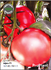 Семена за  Домат Афен F1. ProPlant, 10 бр. | Дом и Градина  - Плевен - image 0
