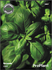 Семена за Босилек, ProPlant, 1 гр. | Дом и Градина  - Плевен - image 0
