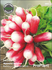 Семена за Репички Френска Закуска, ProPlant, 5 гр. | Дом и Градина  - Плевен - image 0