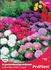 Семена за Астри Китайски Цветен Килим, ProPlant, 0.8 гр | Дом и Градина  - Плевен - image 0