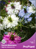 Семена за Нигела Дамасцена Микс, ProPlant, 2 гр | Дом и Градина  - Плевен - image 0
